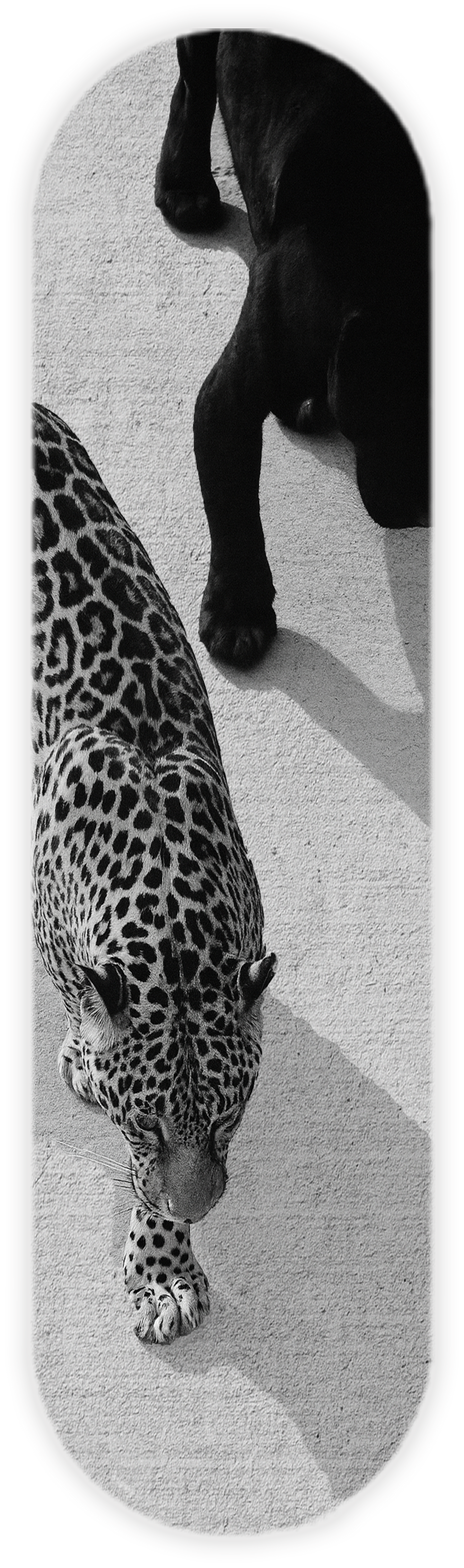 CHEETAH TWINS